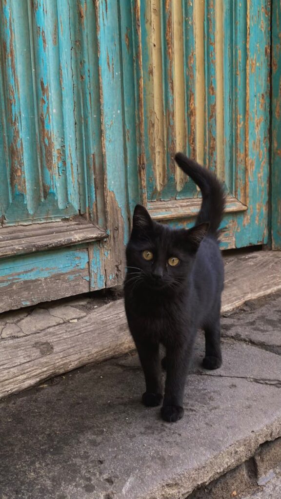 black PERSIAN CATS