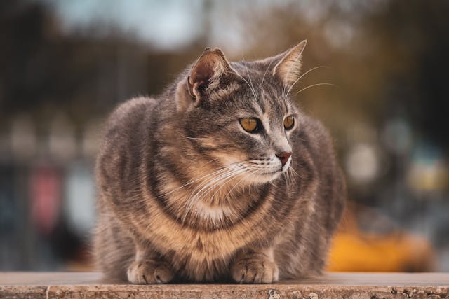 persiancat breeder